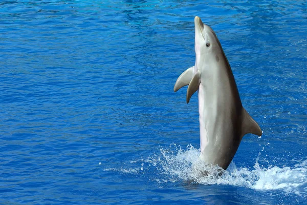 Hermoso delfín nadando en su cola — Foto de Stock