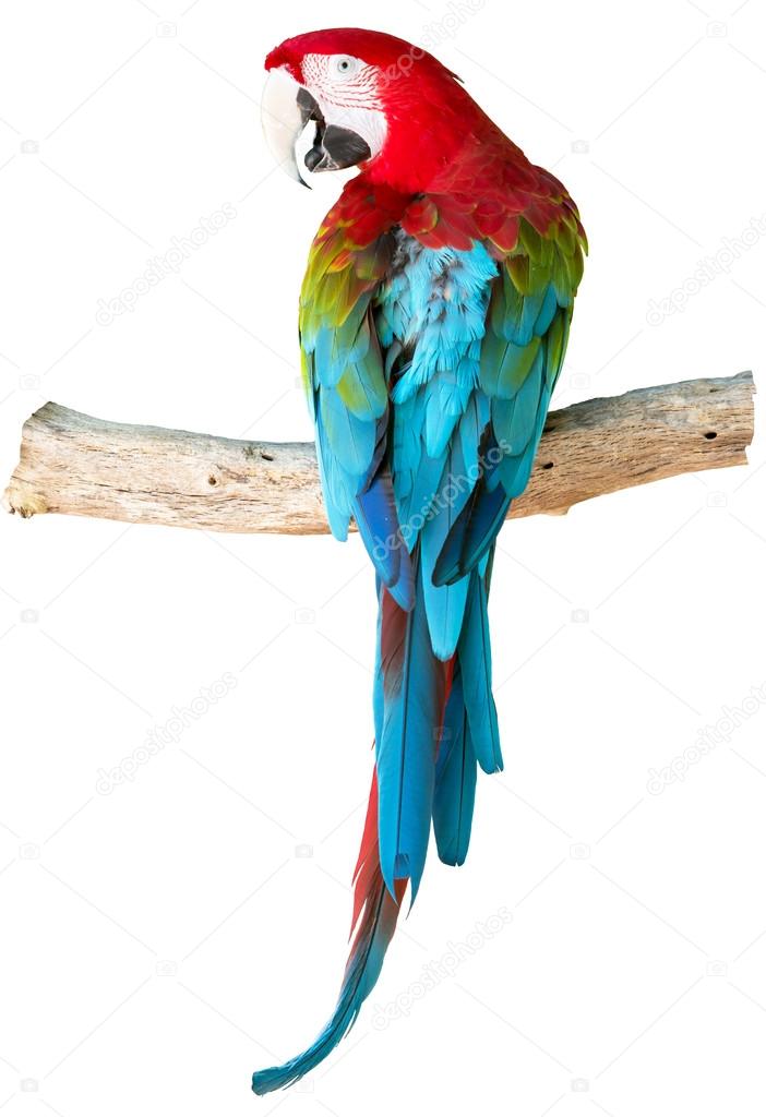 Greenwinged macaw on  log