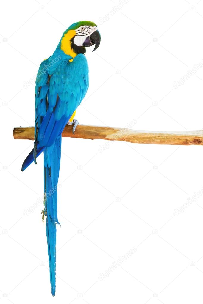 Blue-and-yellow macaw on  log