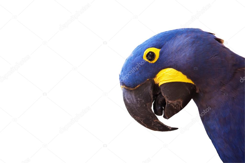 Head of Hyacinth macaw