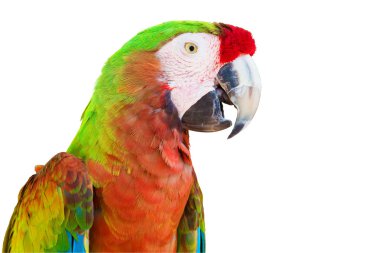 Colorful military macaw clipart