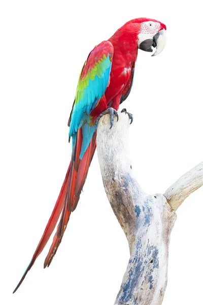 Greenwinged macaw on  log — Stock Photo, Image