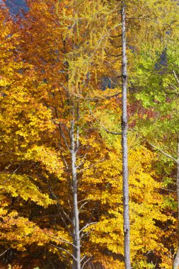 Alpine trees in fall, vertical