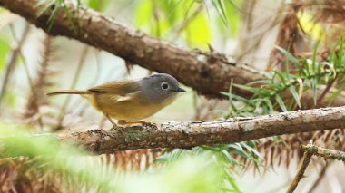 Huet 'in Fulvetta' sı (Alcippe hueti), Çin kuşu.