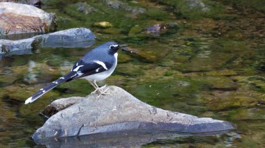 Slaty-back forktail (Enicurus schistaceus), Çin kuşu.