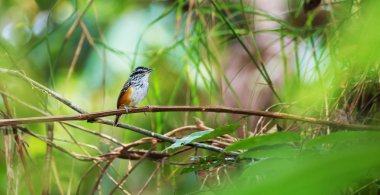 Nokta destekli antwren, Brezilyalı kuş