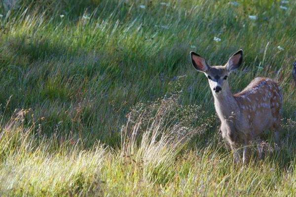 Jeune cerf dans l'herbe — Photo