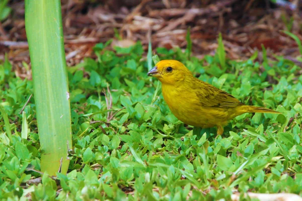 Saffron Finch bird — Stock Photo, Image