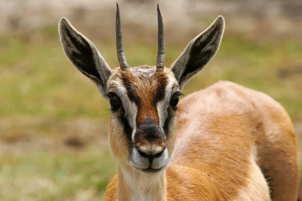 Nahaufnahme von Thomsons Gazelle — Stockfoto