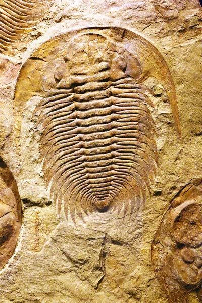Fossilized crustacean on stone — Stock Photo, Image