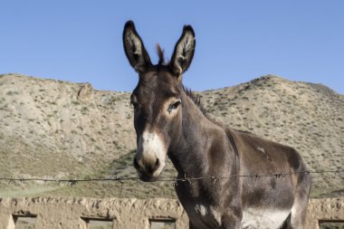 Kırgızistan Dağları