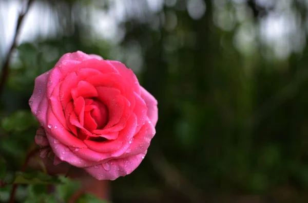 Tek pembe gül beyaz su damlası