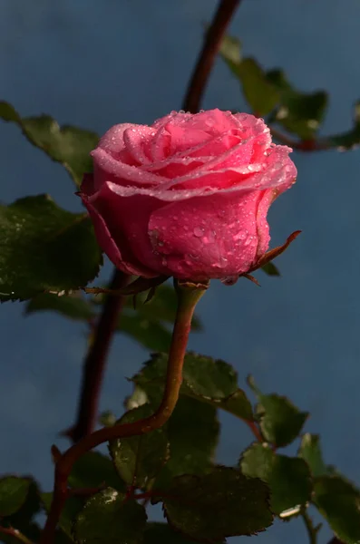 Tek pembe gül beyaz su damlası