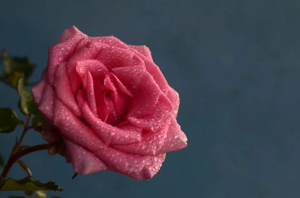 Tek pembe gül beyaz su damlası