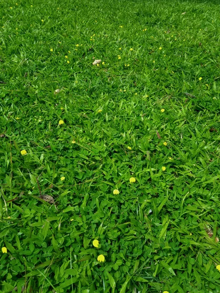 Küçük sarı çiçekli taze yeşil çimenler.