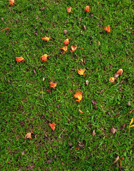 Grünes Gras Mit Trockenen Blättern Darauf — Stockfoto