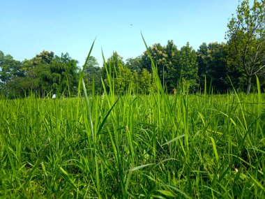 pas ve demirin aşınması 