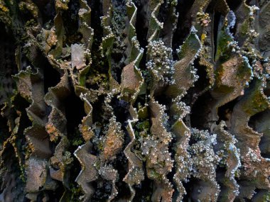 pas ve demirin aşınması 