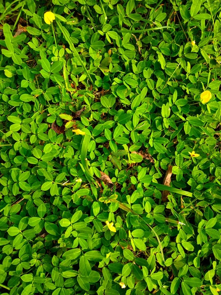 Óxido Corrosión Del Hierro — Foto de Stock