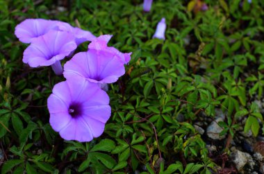 Nilüferler tarlada bulanık bir arkaplan karşısında