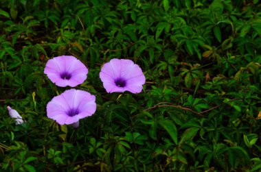Yeşil yapraklı arkaplanda zambaklar