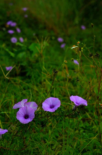 Ein Feld Wilder Lilien — Stockfoto