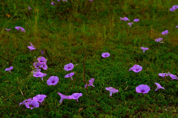 Field Wild Lilies — Stock Photo, Image