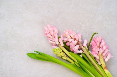 Bahar. Güzel çiçekler