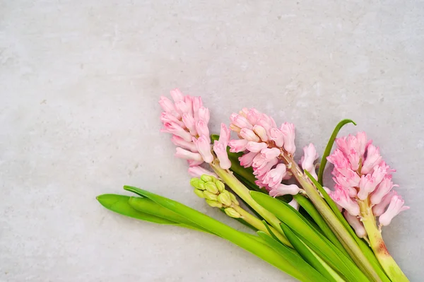 Spring. Beautiful flowers — Stock Photo, Image