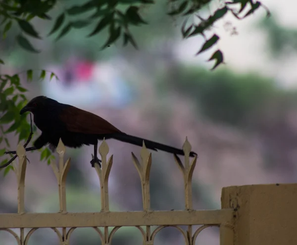 Crow pheasant — стоковое фото