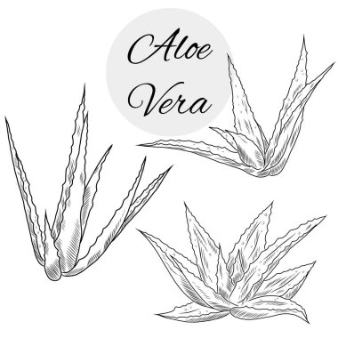 aloe vera bitkisi koleksiyonu, el yapımı bitkiler