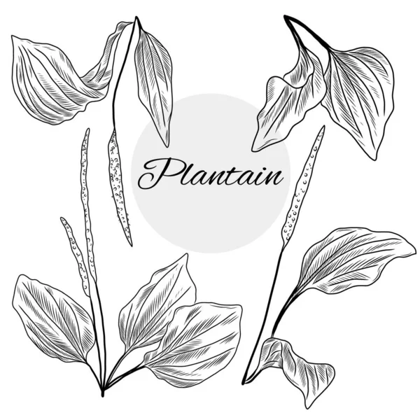 Conjunto Dibujado Mano Plantain Planta Plantas Medicinales Herbales Plátano Hoja — Vector de stock