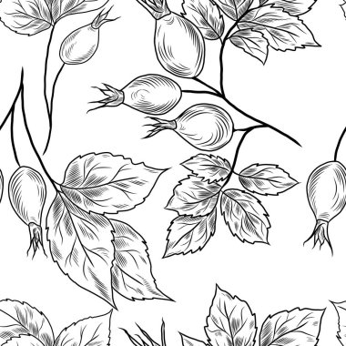 Siyah çizgili el çizimi desenli gül kalçası, yapraklar, dallar, yapraklar