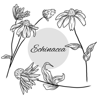 Ekinezya el yapımı koleksiyon, çiçekler, echinacea bitkisinin vektör çizimi, bitkisel ilaç