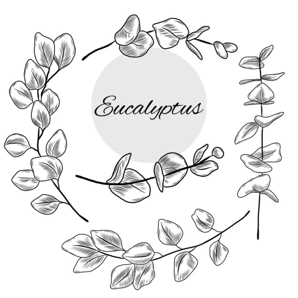 Vector Hand Drawn Collection Eucatyptus Branches Medical Herbs Plants Leaves — Stock Vector