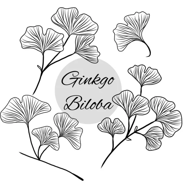 Ginkgo Biloba Planta Ilustración Línea Arte Dibujado Mano Hierbas — Vector de stock