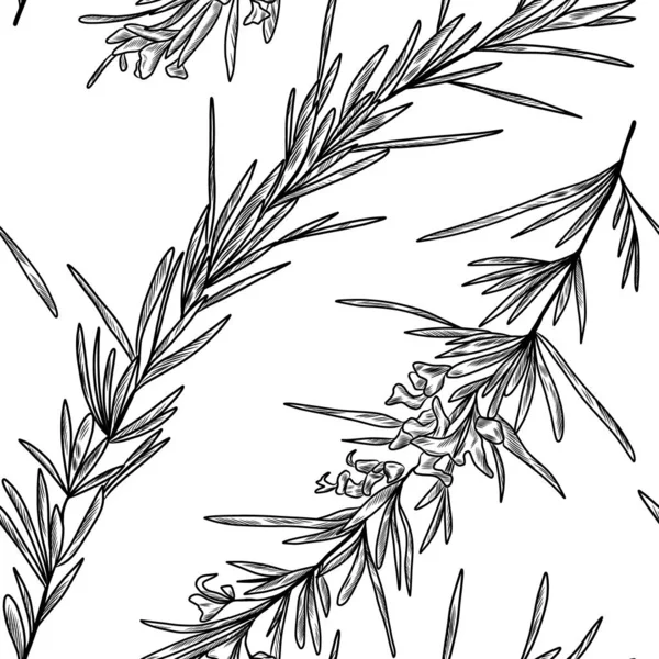 Hand Drawn Seamless Pattern Rosemary Herbal Plant — Stock Vector