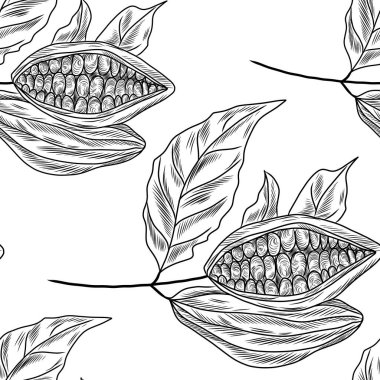 Kakao bitkisinin eli pürüzsüz çizilmiş.