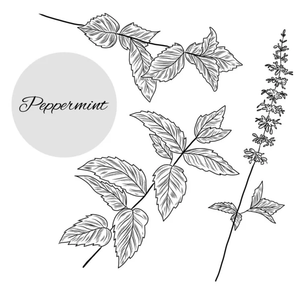 Ensemble Illustrations Plantes Menthe Poivrée Collection Herbes Menthe Dessinées Main — Image vectorielle