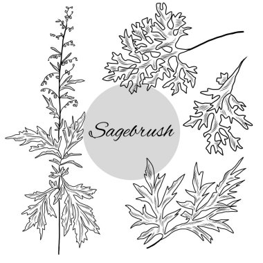 Sagebrush çizimleri seti, sagebrush bitkisinin el çizimi vektör çizimi, bitkisel bitkiler, sagebrush yaprakları, dal çizimi