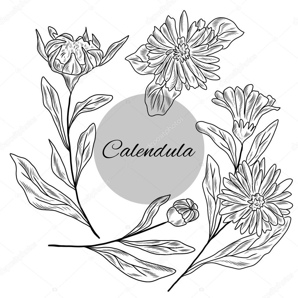 Calendula plant, flowers of calendula, collection of hand drawn herbs