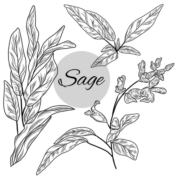 Sage Plantas Ilustrações Conjunto Ervas Desenhadas Mão Planta Salvia — Vetor de Stock