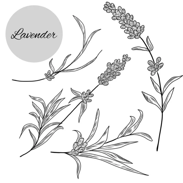 Συλλογή Χειροποίητων Εικονογραφήσεων Από Φυτό Λεβάντας Βότανο Λεβάντας Φύλλα Άνθη — Διανυσματικό Αρχείο