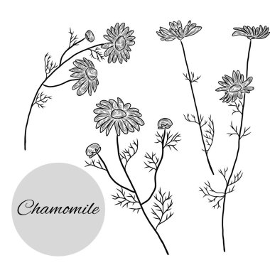 El çizimi papatya resmi, bitkisel bitkiler, çiçekler, bitkiler