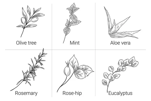 Handgezeichnete Illustrationen Mit Olivenzweig Pfefferminzblättern Aloe Vera Pflanze Rosmarin Hagebutte — Stockvektor