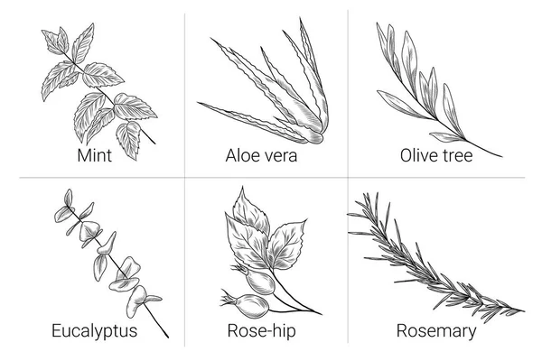 Conjunto Ilustrações Desenhadas Mão Com Ramo Oliveira Folhas Hortelã Pimenta — Vetor de Stock