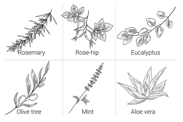 Handgezeichnete Illustrationen Mit Olivenzweig Pfefferminzblättern Aloe Vera Pflanze Rosmarin Hagebutte — Stockvektor
