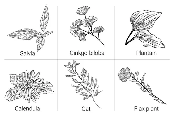 Coleção Ervas Conjunto Ilustrações Plantas Desenhadas Mão Planta Salvia Ginkgo — Vetor de Stock