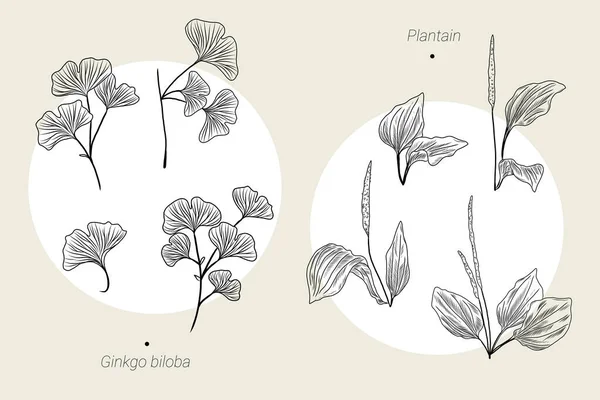 Kézzel Rajzolt Illusztrációk Gyűjteménye Ginkgo Biloba Levelek Ágak Plantain Levelek — Stock Vector