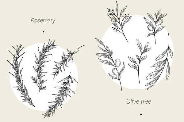 ローズマリーとオリーブの木のコレクション 手描きの着色植物 — ストックベクタ